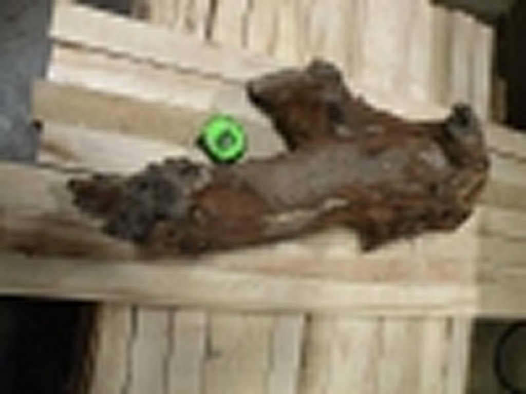 Roots-2011-10