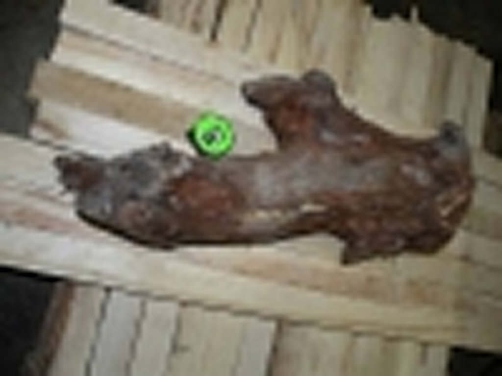 Roots-2011-11