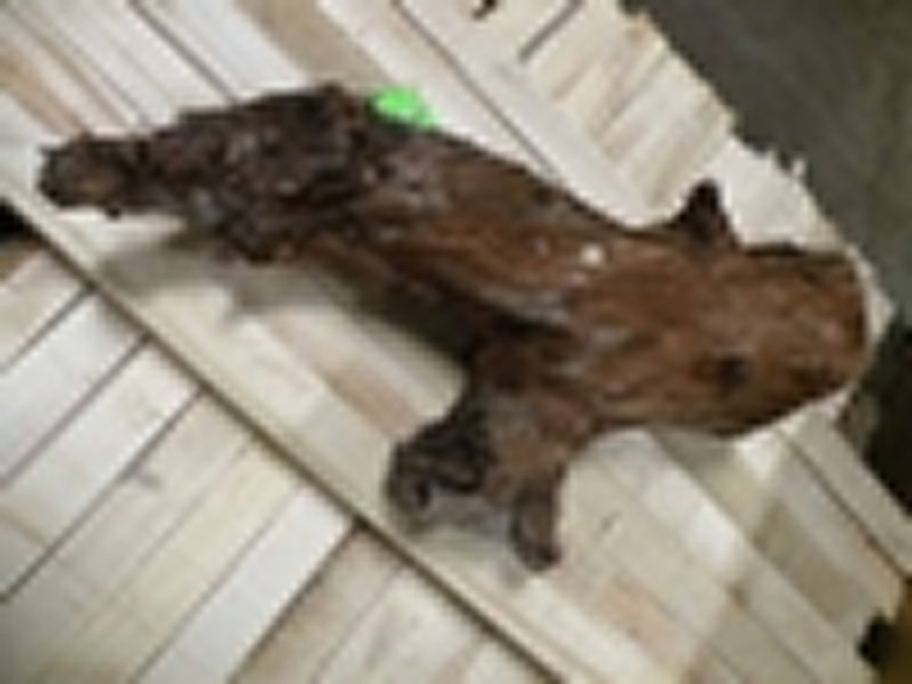 Roots-2011-15