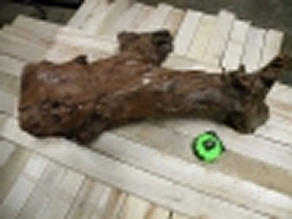 Roots-2011-16