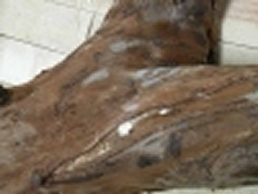 Roots-2011-17
