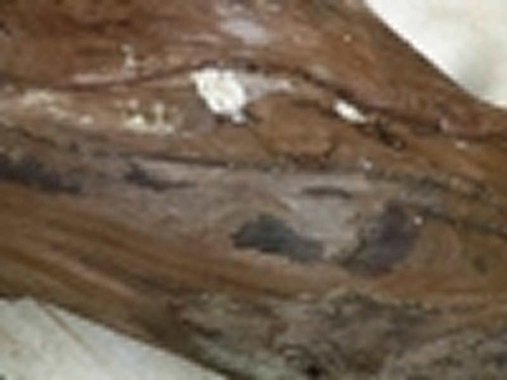 Roots-2011-18