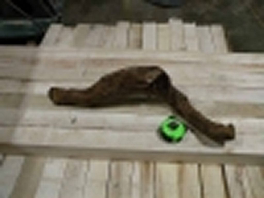 Roots-2011-19