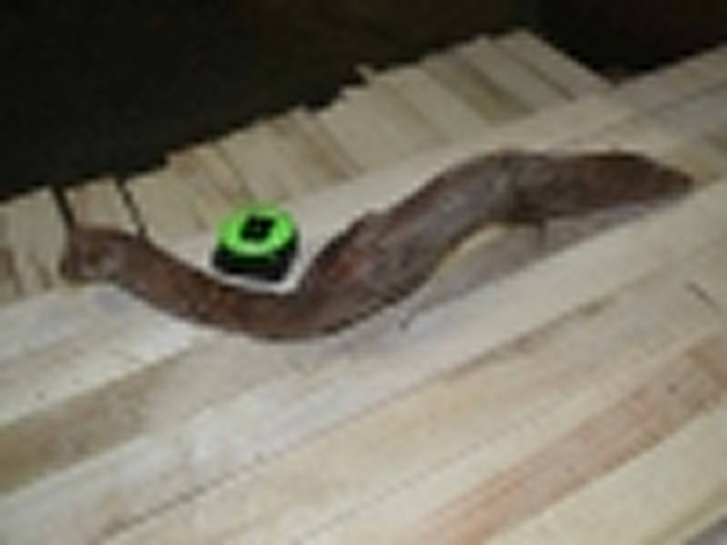 Roots-2011-21