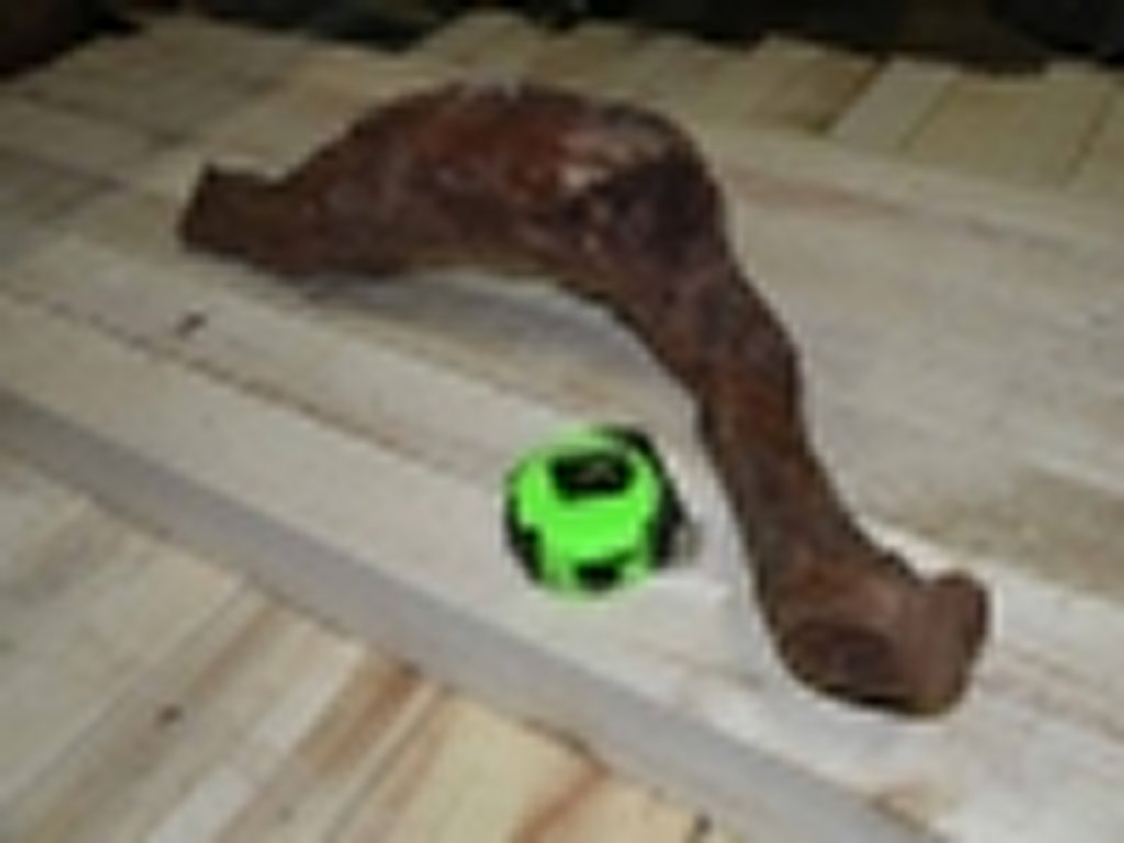 Roots-2011-22