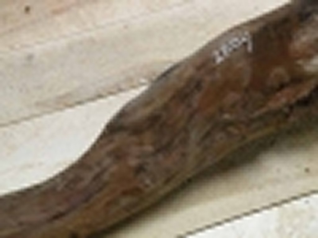 Roots-2011-24