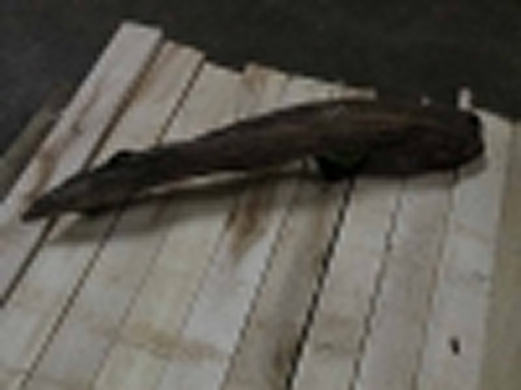 Roots-2011-30