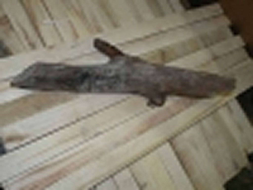 Roots-2011-4