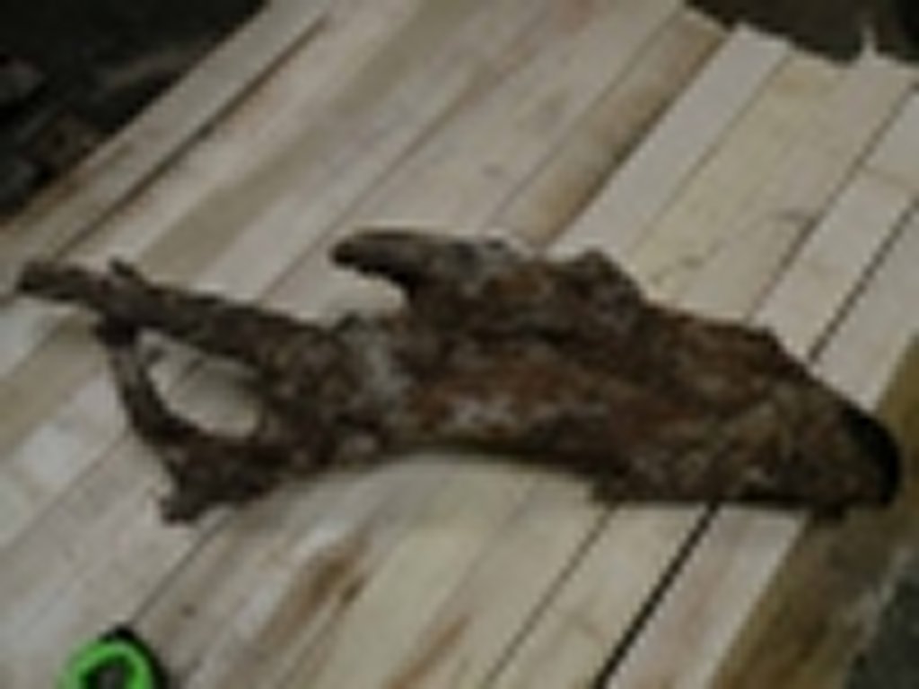 Roots-2011-43