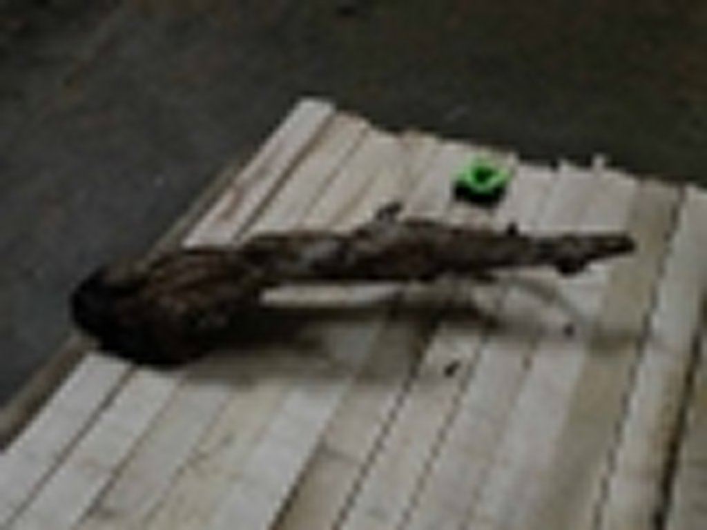 Roots-2011-44