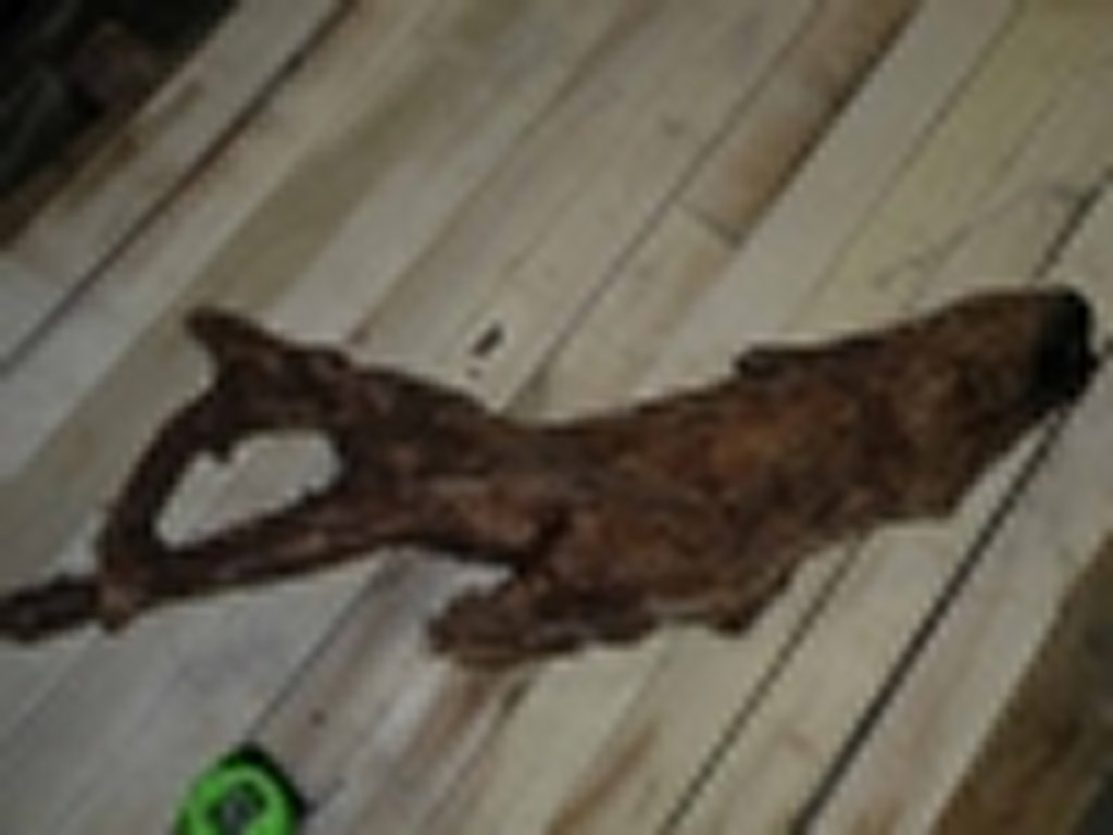 Roots-2011-47