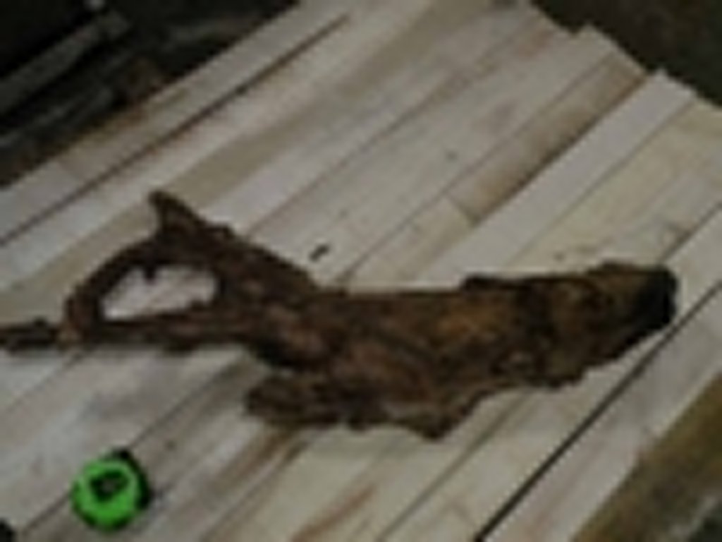 Roots-2011-50