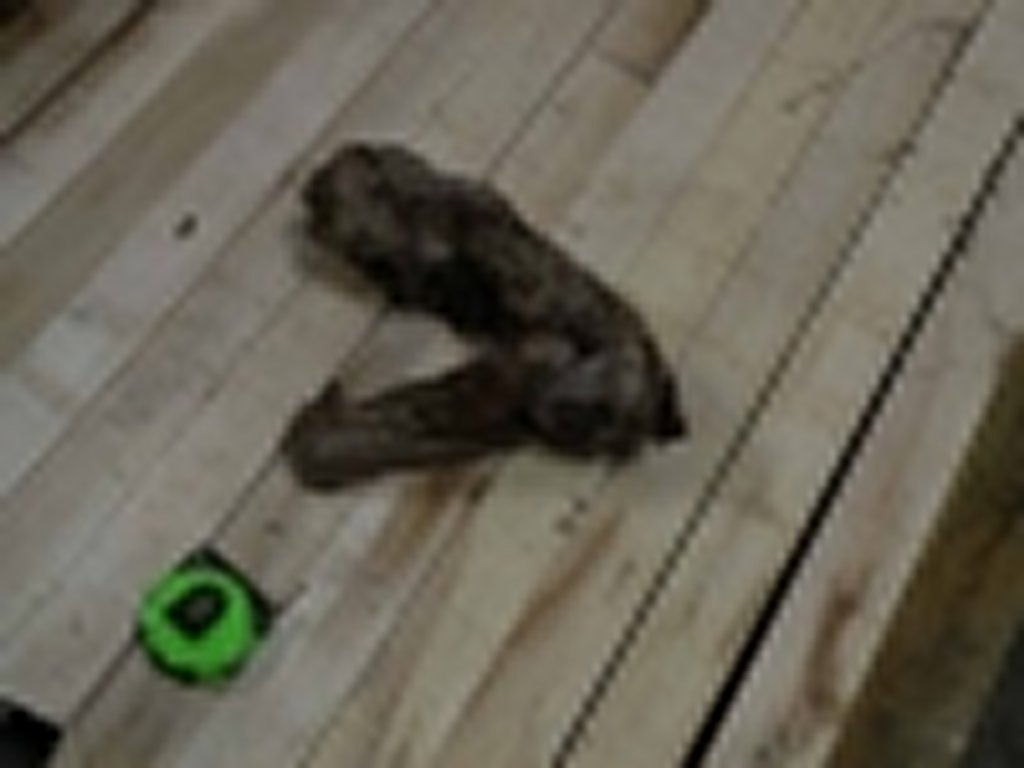 Roots-2011-59