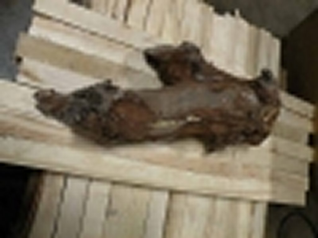 Roots-2011-7