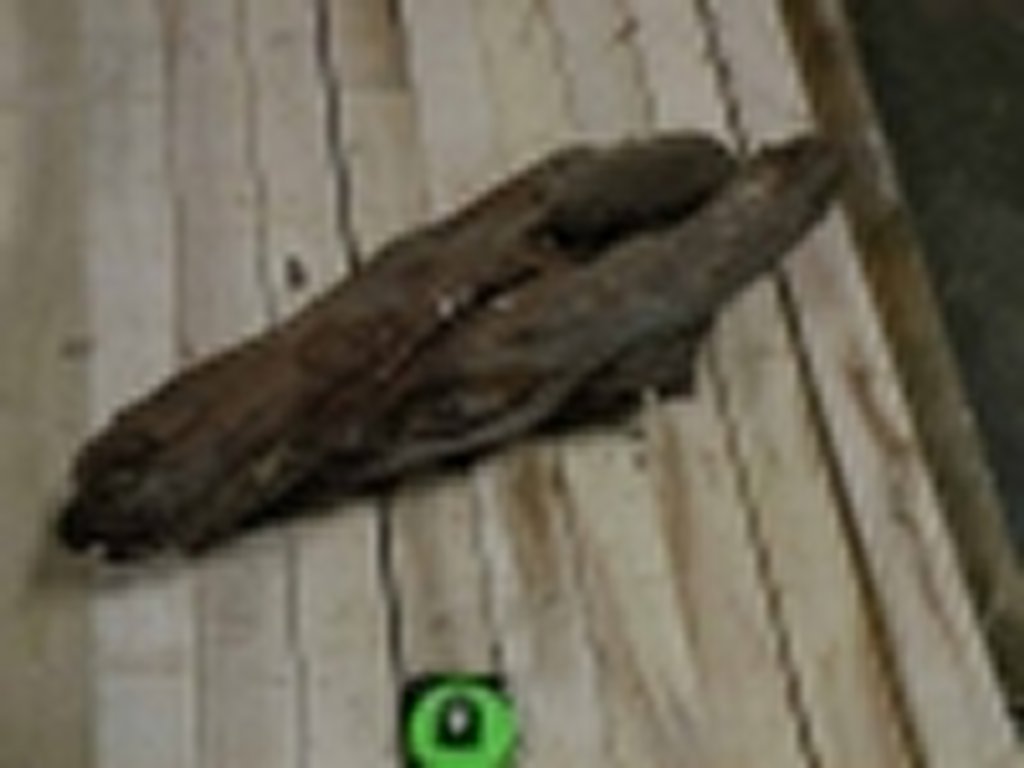 Roots-2011-73