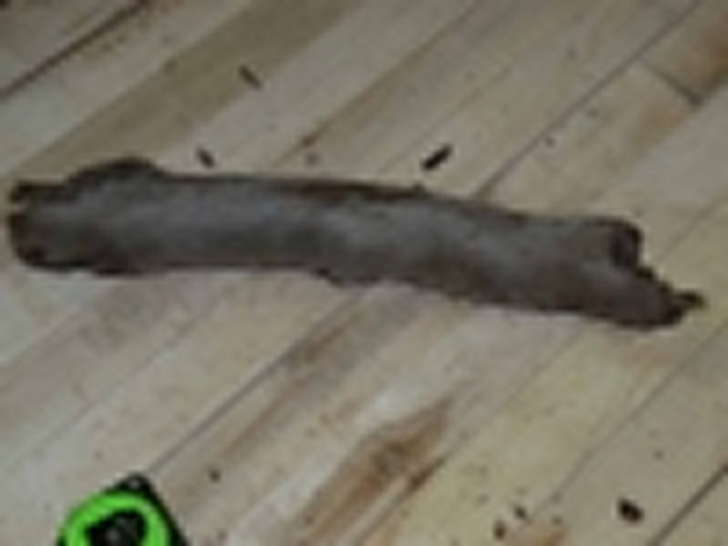 Roots-2011-75