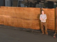 ancient_kauribigslab1-copy