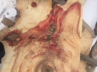 Ancientwood-11