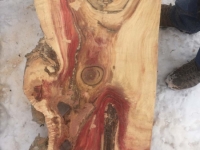 Ancientwood-12