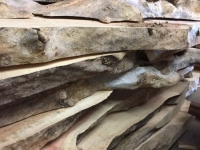 Ancientwood-23