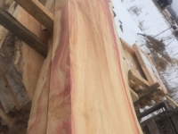 Ancientwood-6
