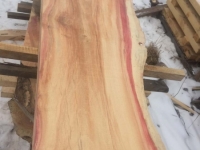Ancientwood-7