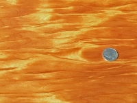 Whitebait detail