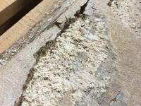 GumBoards_2
