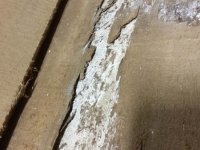 GumBoards_7