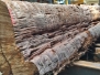 Mega Curl Log!! 