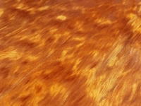 sam_11